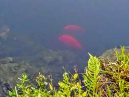 Image of Midas cichlid