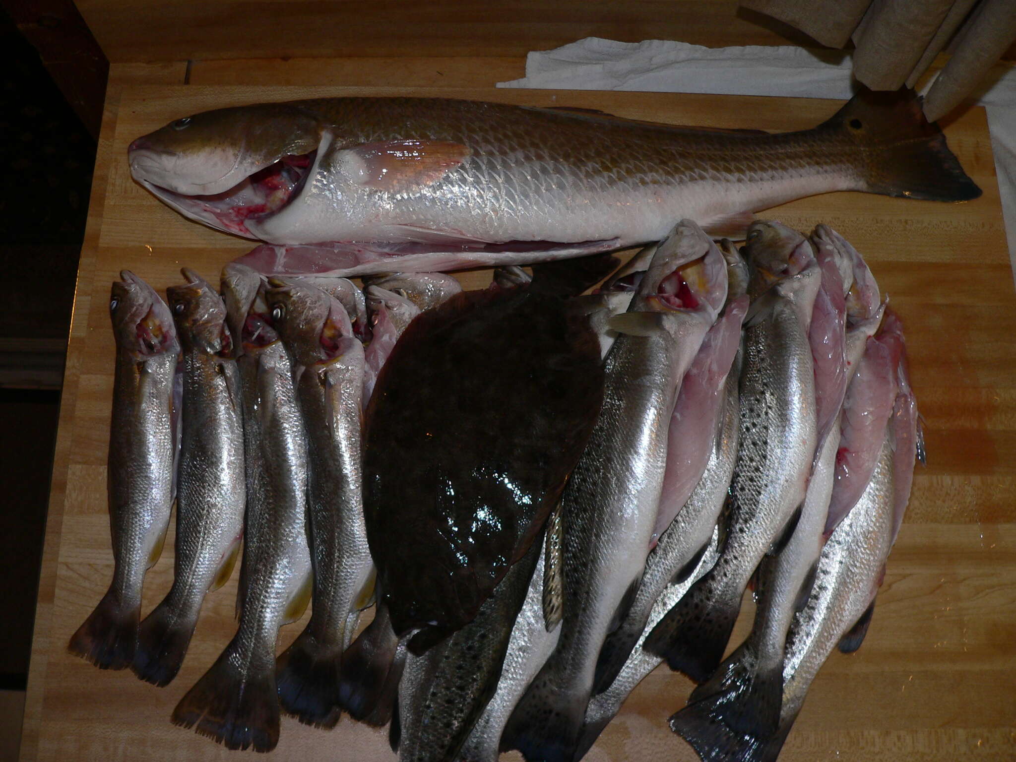 Image of Sand Seatrout