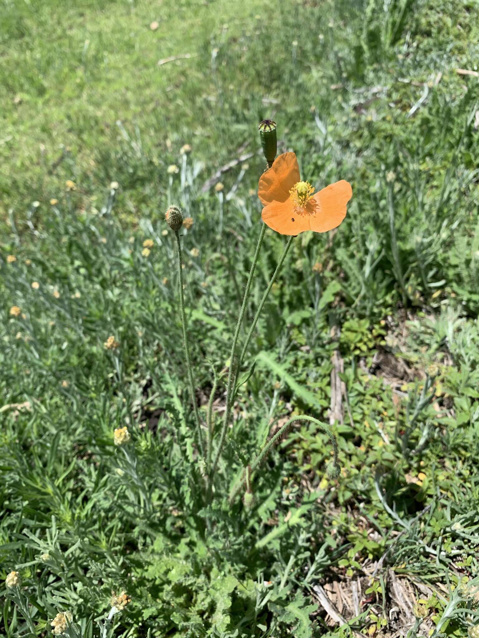 Image of Orange poppy