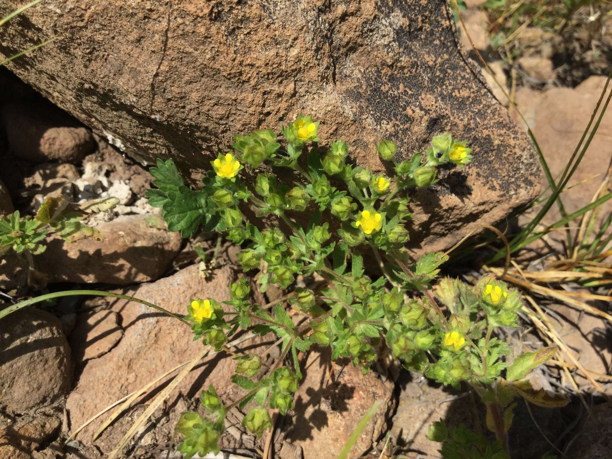 Image of biennial cinquefoil