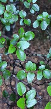 Image of Nothofagus blairii (Kirk) Cockayne