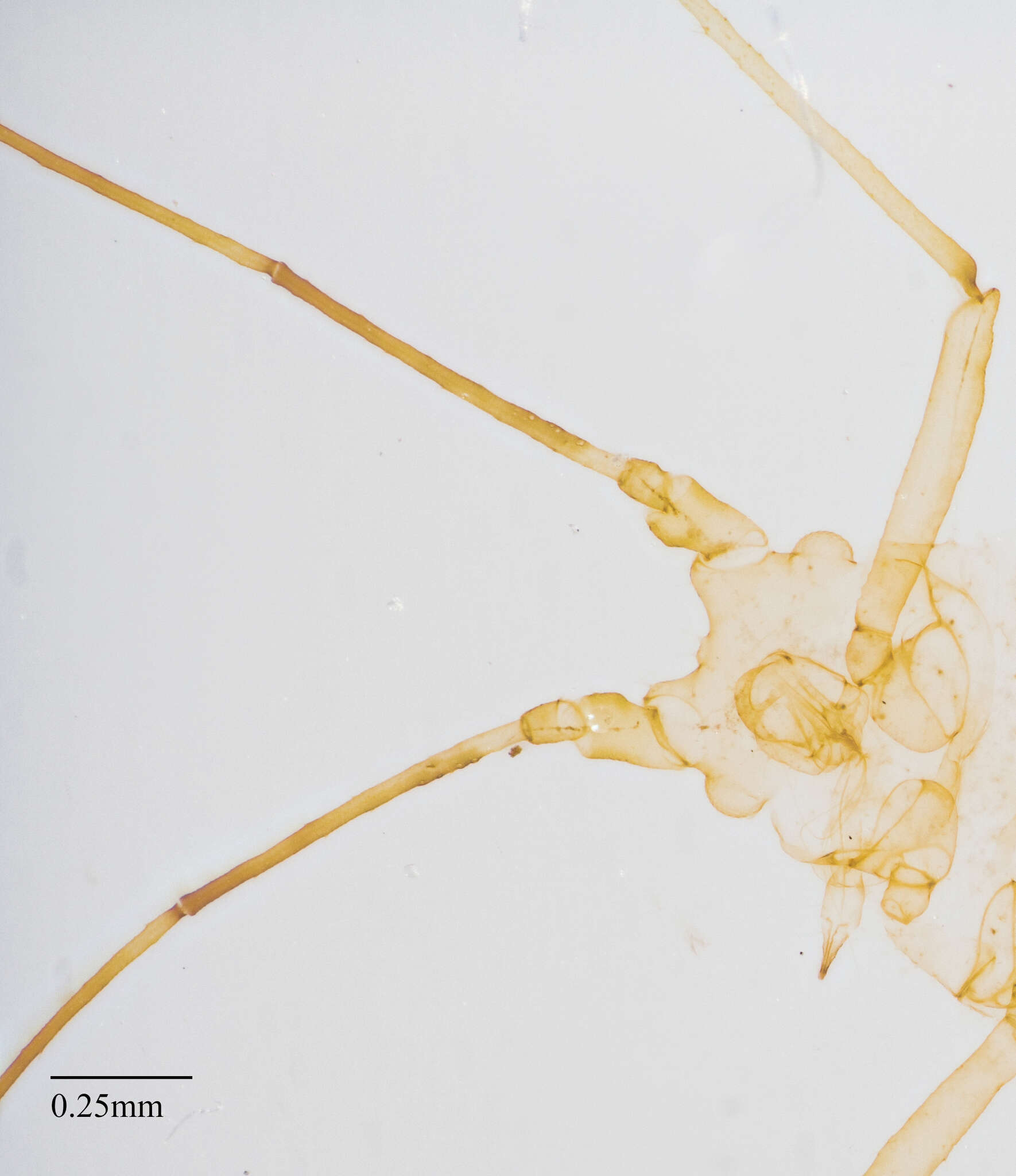 Image of Pleotrichophorus stroudi (Knowlton 1948)