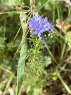 Image of bluehead gilia