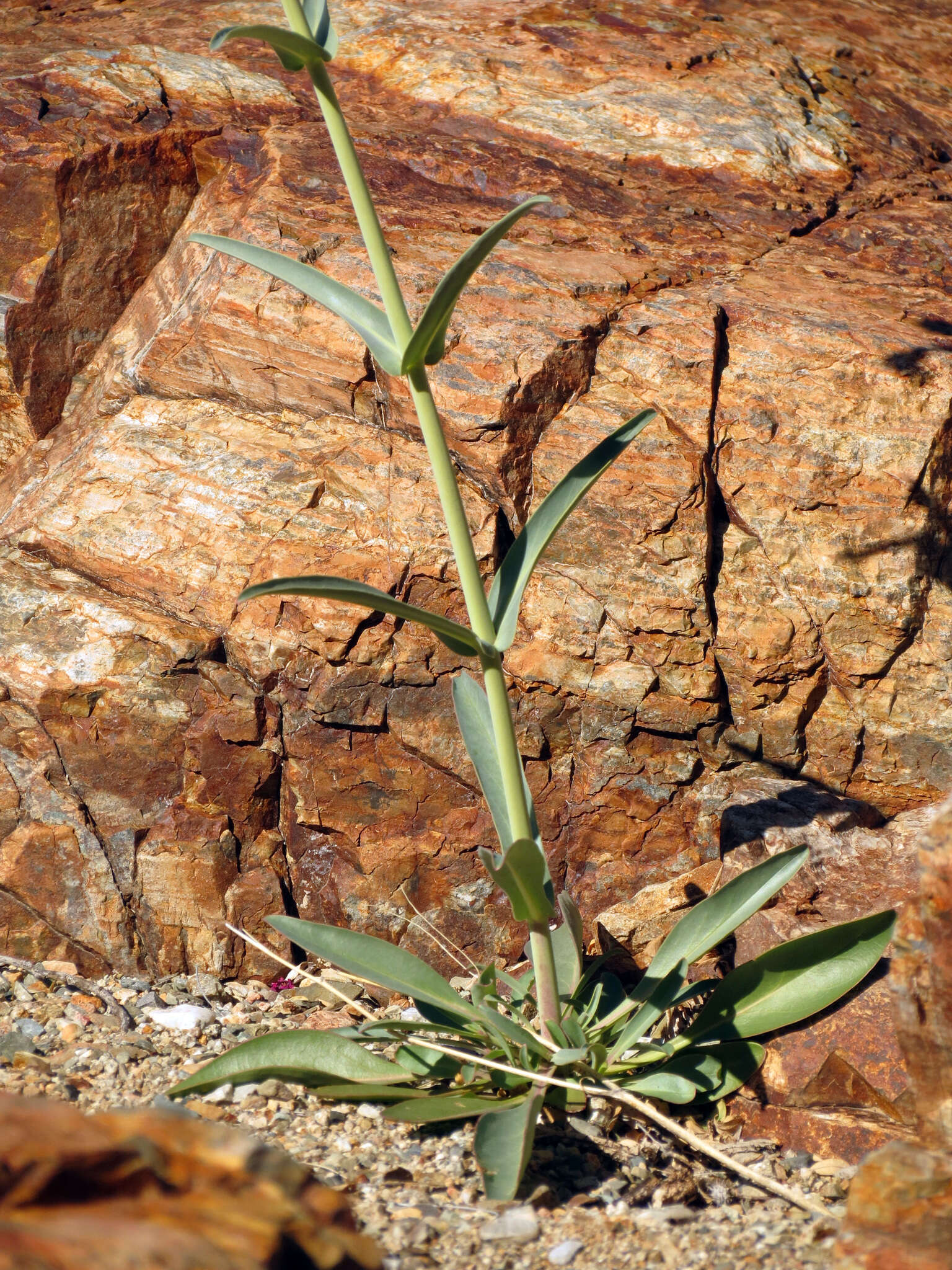 Слика од Penstemon parryi A. Gray