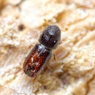 Image of Six-toothed spruce bark beetle