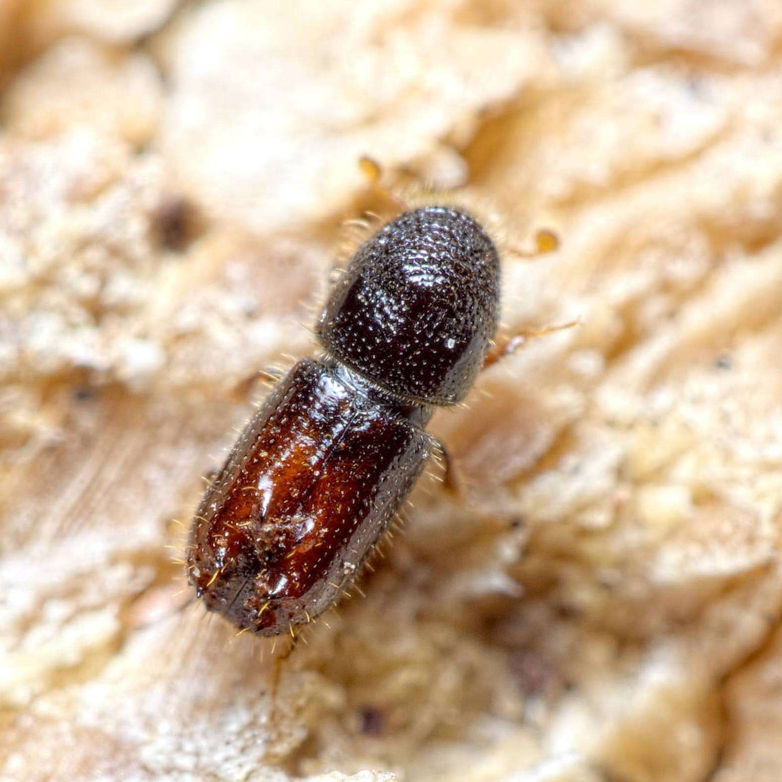 Image of Six-toothed spruce bark beetle