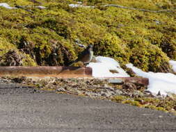 Image of Orange-flanked Bush-Robin