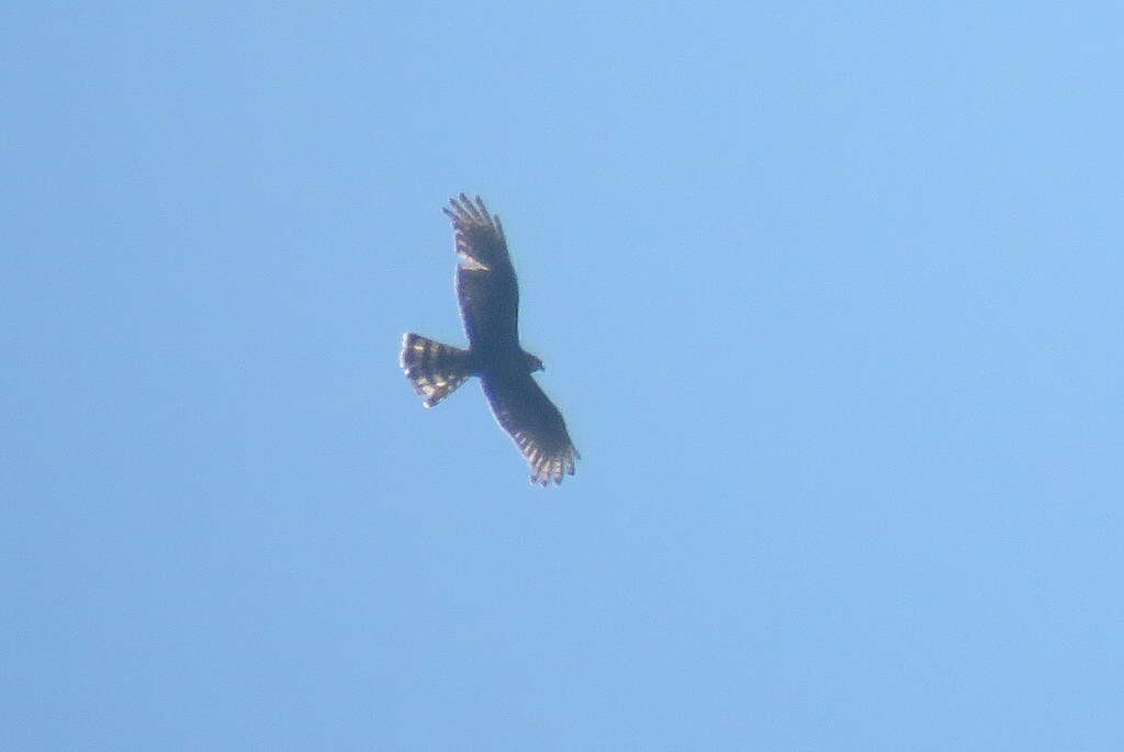 Image of Long-winged Harrier