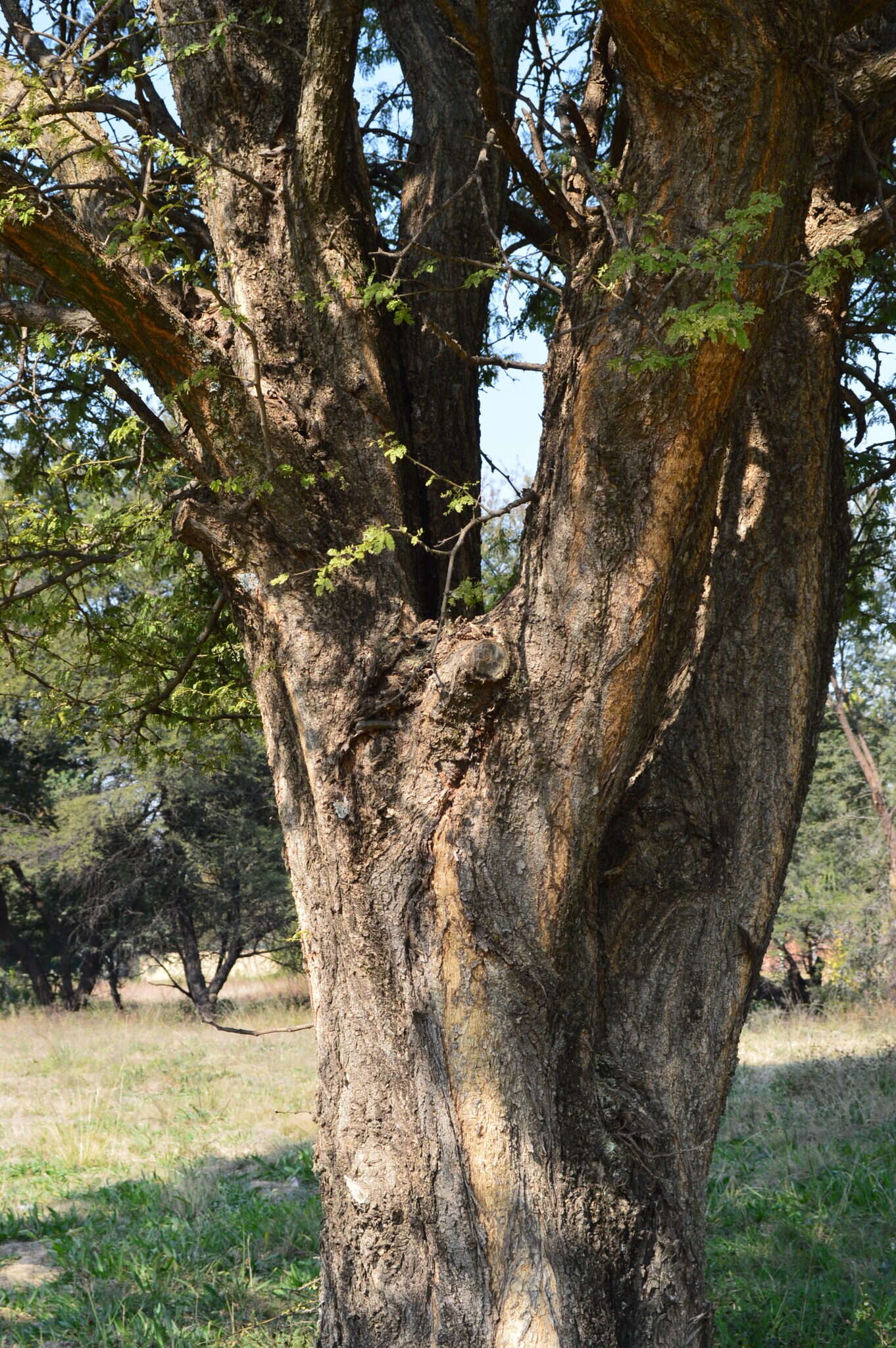 Image of Kwikala-nkanga