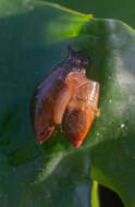 Image of pfeifers amber snail