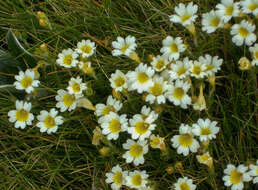 Imagem de Euphrasia cheesemanii Wettst.