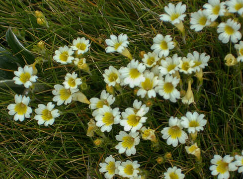 Imagem de Euphrasia cheesemanii Wettst.