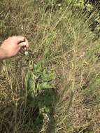 Image of velvetleaf ticktrefoil