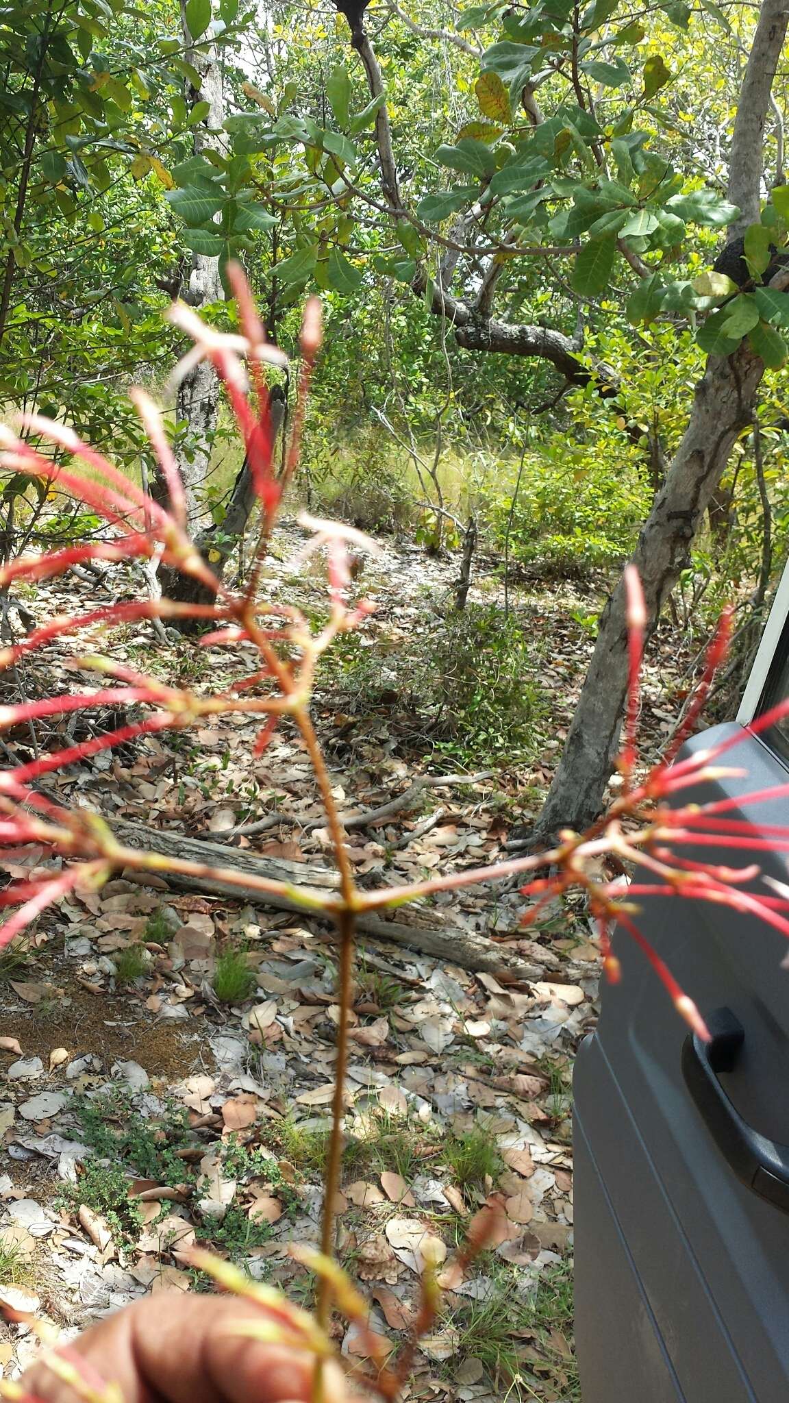 صورة Ixora platythyrsa Baker