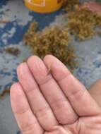 Image of slender Sargassum shrimp