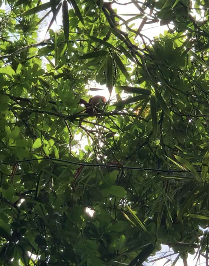 Image de Alouatta seniculus seniculus (Linnaeus 1766)