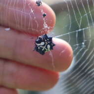 Image of Spiny orb-weavers