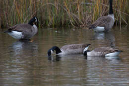 Image of Hawaiian goose