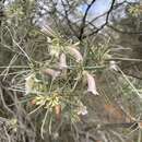 Eremophila oppositifolia subsp. oppositifolia resmi