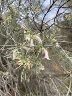 صورة Eremophila oppositifolia subsp. oppositifolia