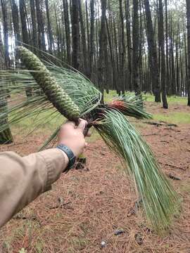 Image of Michoacán Pine