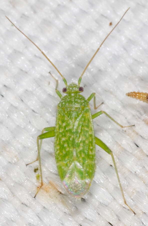 Image of Orthotylus flavosparsus (C. Sahlberg 1841)