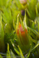 Image of seaside schistidium moss