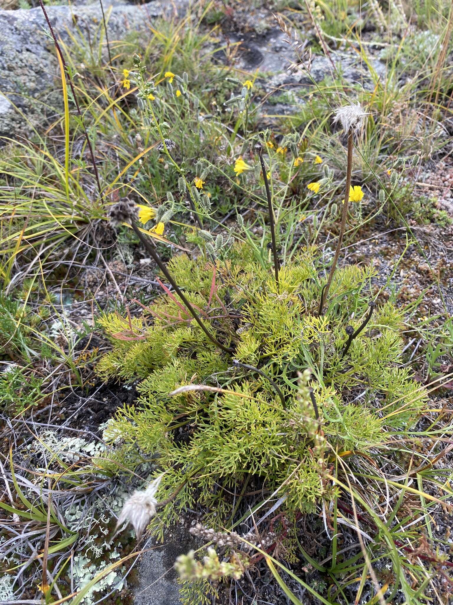 صورة Pulsatilla tenuiloba (Hayek) Juzepczuk