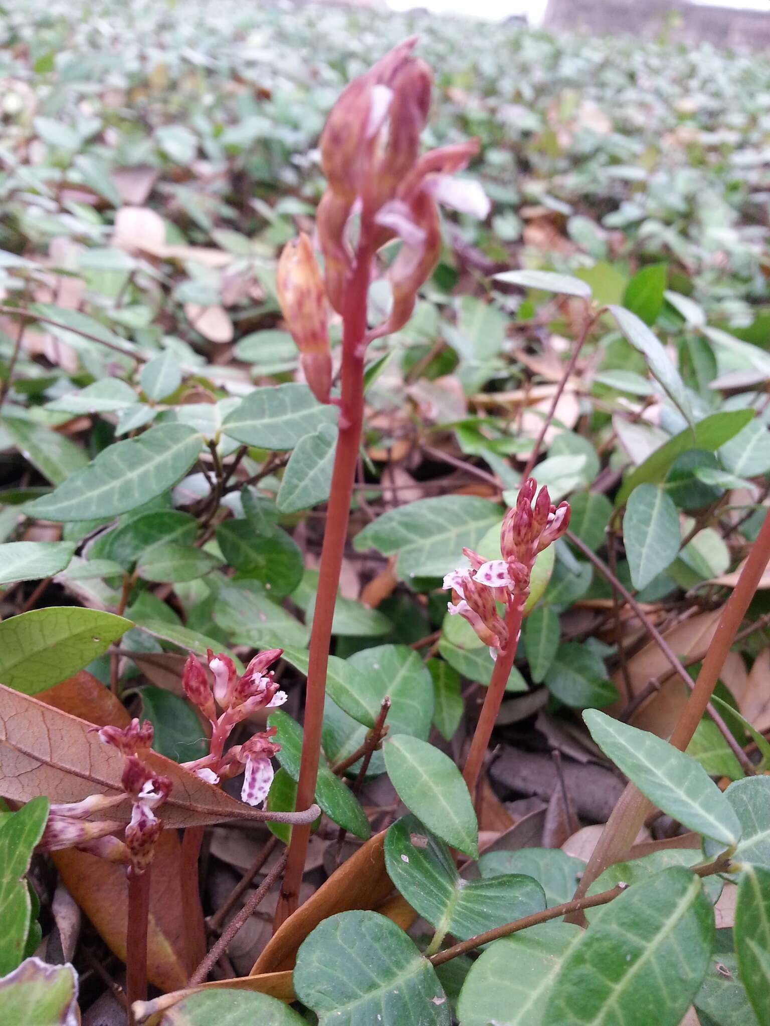 Image of Spring coralroot