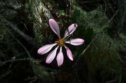 Image of Mutisia araucana Phil.