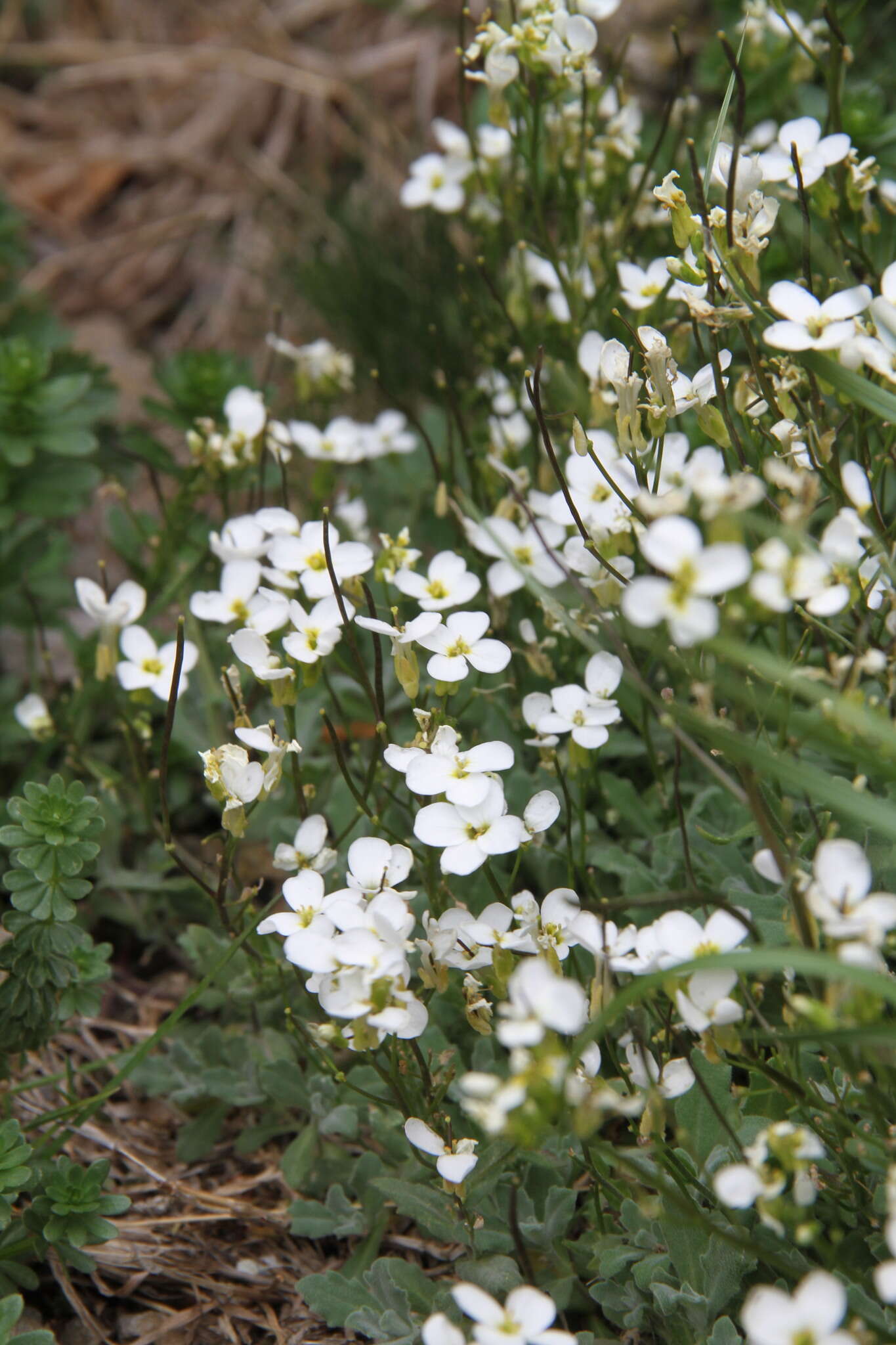 Image of Gray rockcress