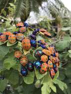 Image of cotton harlequin bug