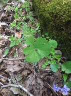 Image of bloodroot