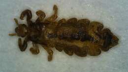 Image of head louse