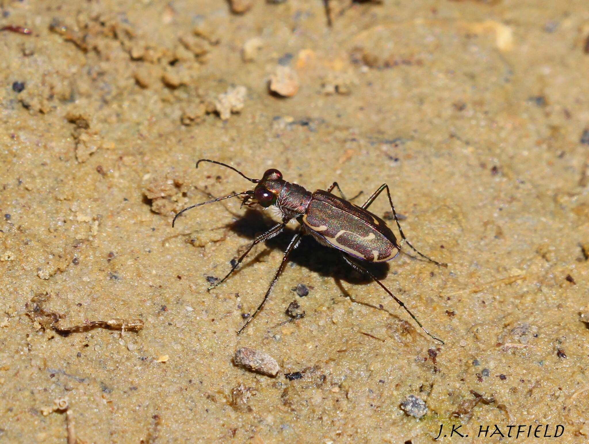 Image of Cicindela (Cicindelidia) tenuisignata Le Conte 1851