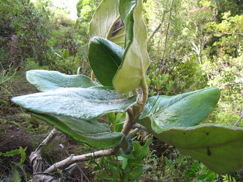 Image of Capelio tomentosa (Burm. fil.) B. Nord.