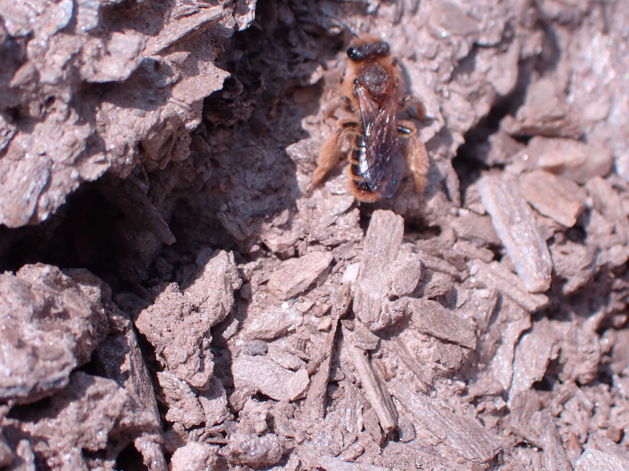 Image of tawny Nesocolletes