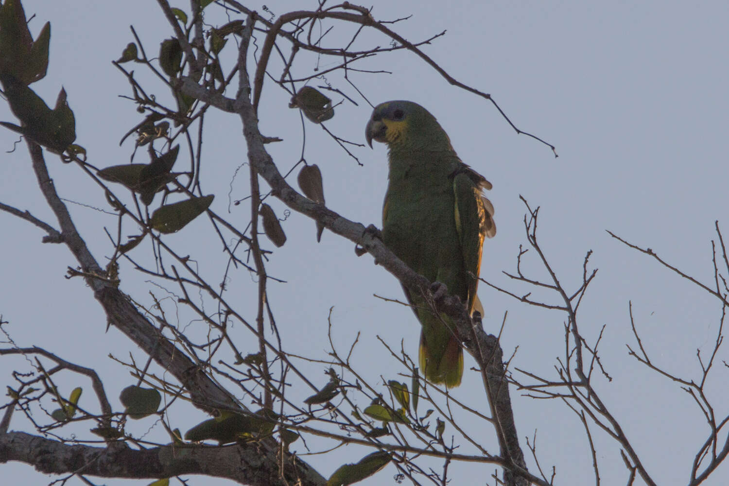 Plancia ëd Amazona amazonica (Linnaeus 1766)