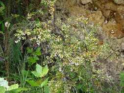 Image of Gaultheria antipoda Forst. fil.