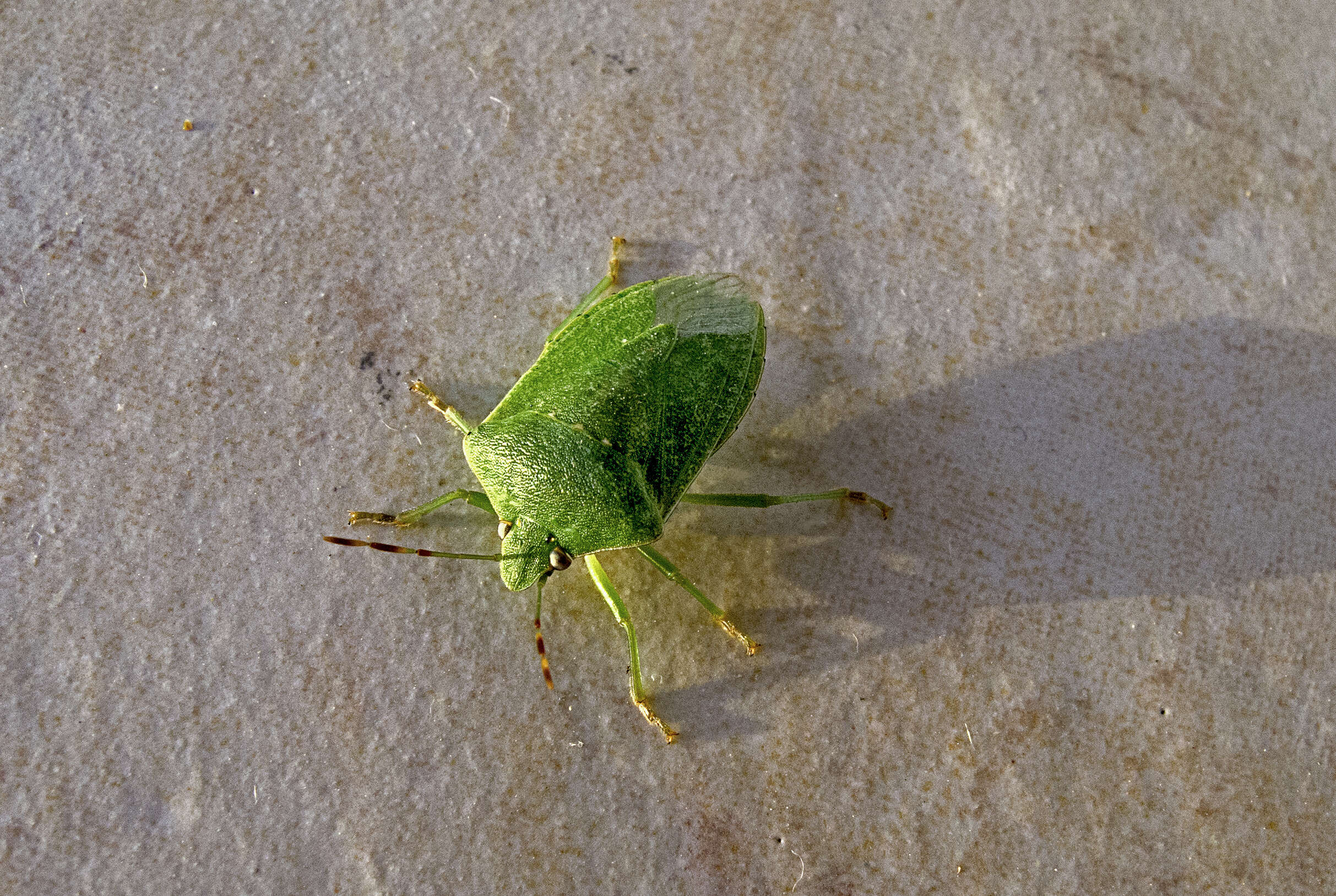 Image of Southern green stink bug