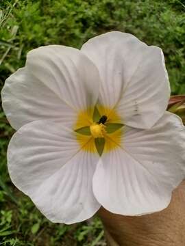 Image of Ludwigia major (Micheli) T. P. Ramamoorthy