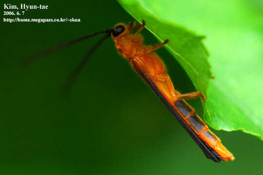 Image of Oberea atropunctata Pic 1916