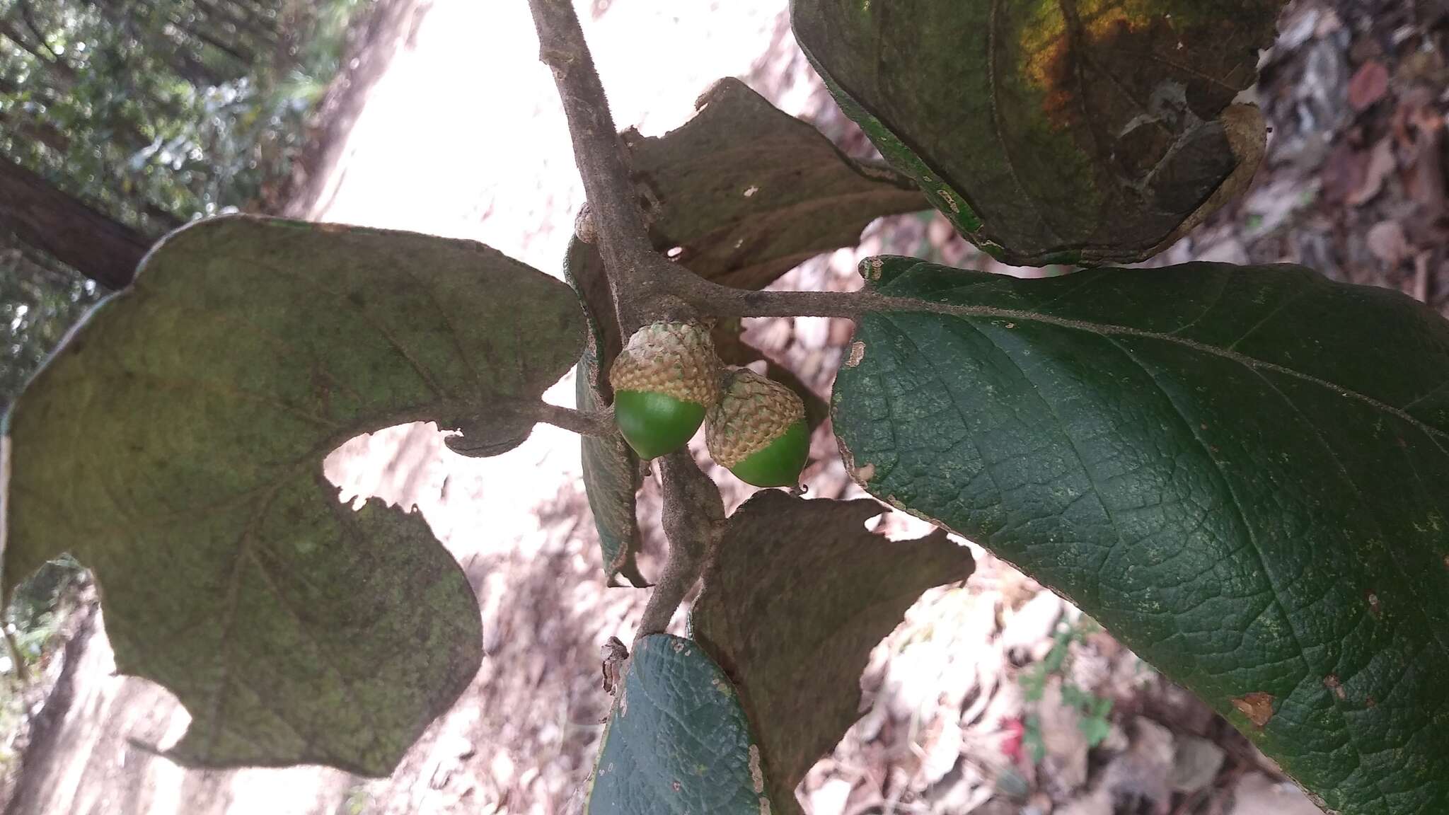 Image of Quercus conzattii Trel.