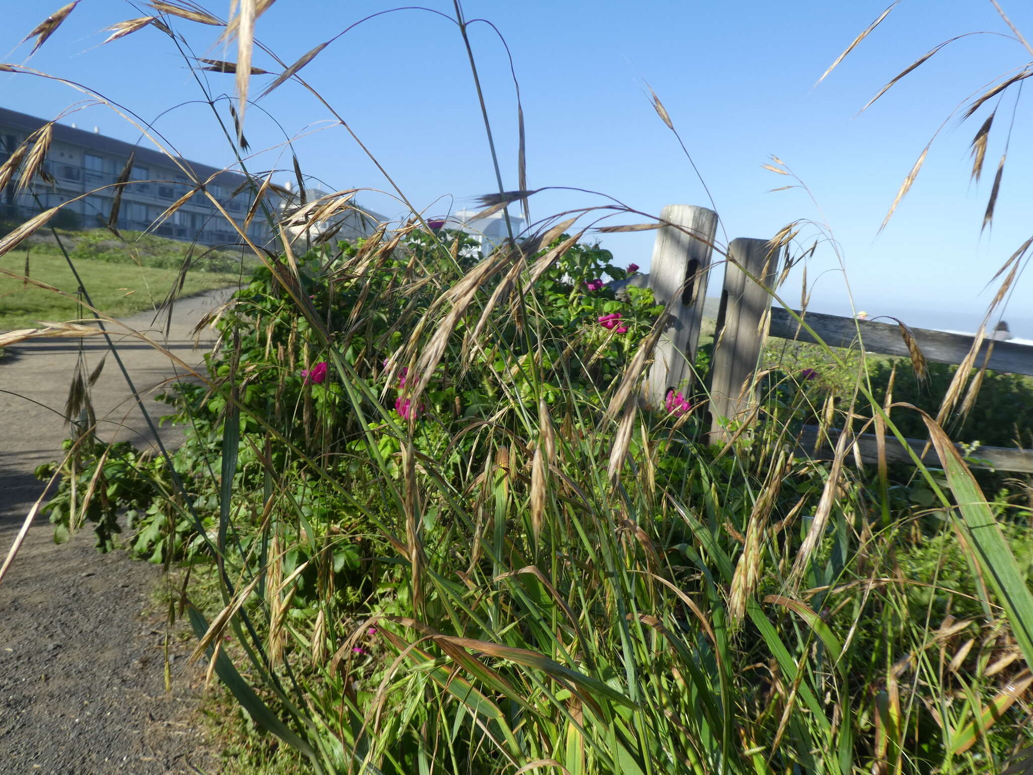 Image of Alaska brome