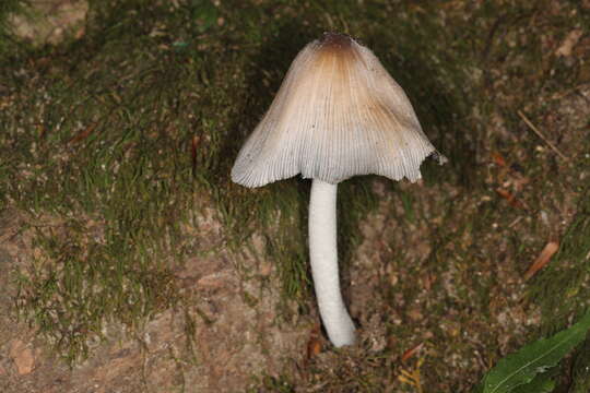 Imagem de Coprinopsis insignis (Peck) Redhead, Vilgalys & Moncalvo 2001