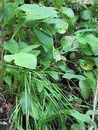 Image of Tennessee yelloweyed grass