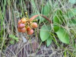 Imagem de Haemanthus humilis Jacq.