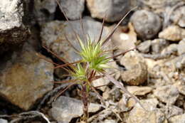 Image of Minuartia montana subsp. wiesneri (Stapf) Mc Neill