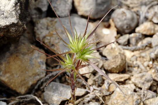 Image of Minuartia montana L.