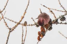 Image of Red-mantled Rosefinch